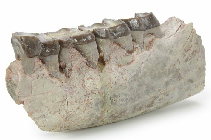 Fossil Running Rhino (Hyracodon) Jaw Section - South Dakota #355974